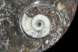Round Fossil Goniatite Dish #73706-2